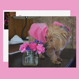 Yorkie Puppy Kärlek Söt i Rosa Vykort