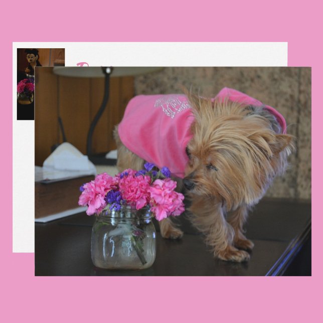 Yorkie Puppy Kärlek Söt i Rosa Vykort (Skapare uppladdad)