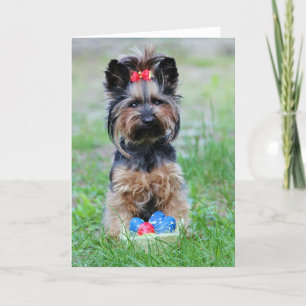 Yorkie Puppy med Påskägg Helgkort