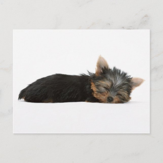 Yorkie Puppy Sleeping Vykort (Framsida)