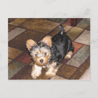 Yorkie Puppy Vykort
