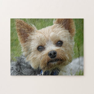 Yorkie pussel