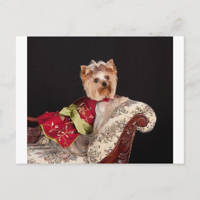 Yorkie Queen Vykort (Framsida)