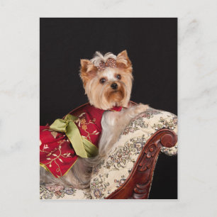 Yorkie Queen Vykort