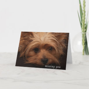 Yorkie saknad dig kort