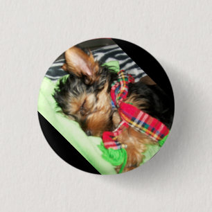Yorkie Snuggle Knapp