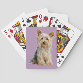 Yorkie som leker kort casinokort