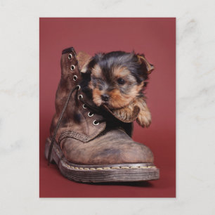 Yorkie-stövlar Vykort