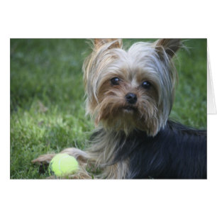 Yorkie Tennis Hälsningskort