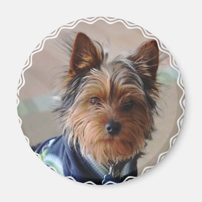 Yorkie Terrier Magnet (Framsidan)
