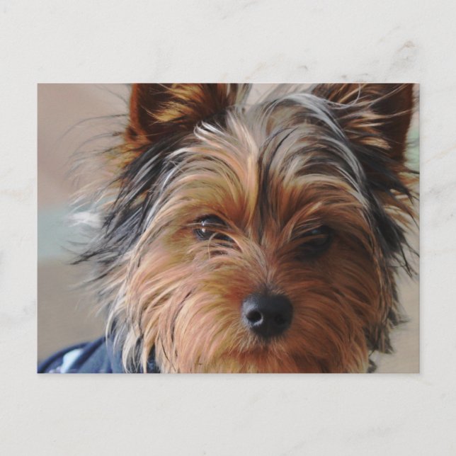 Yorkie Terrier Postcard Vykort (Framsida)