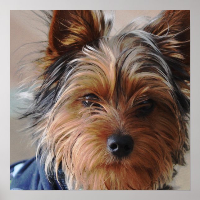 Yorkie Terrier Poster (Framsidan)