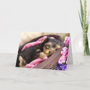 Yorkie valentinkort helgkort