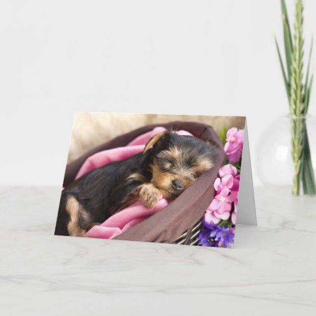 Yorkie valentinkort helgkort (Framsida)