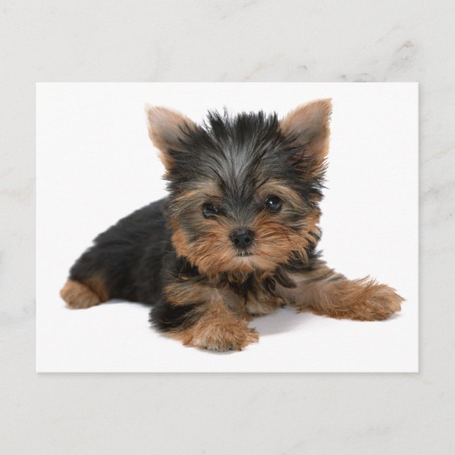 Yorkie valp vykort (Framsida)