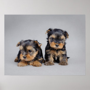 Yorkie-valpar poster