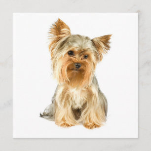 Yorkie valpinbjudningar inbjudningar