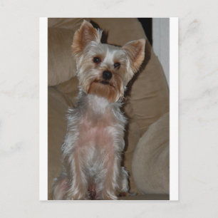 Yorkie Vykort