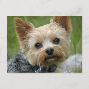 Yorkie Vykort