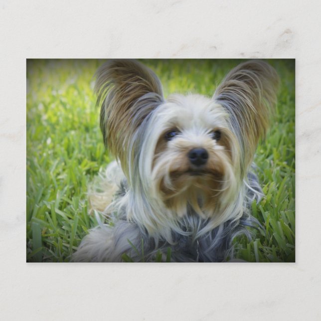 Yorkie Vykort (Framsida)