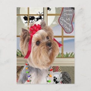Yorkie Watches for Santa Helg Vykort