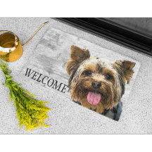 Yorkie Welcome Cute Hund Pet Yorkshire Terrier