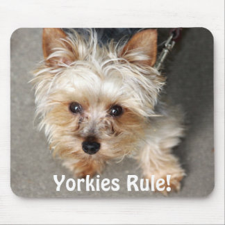 Yorkie Yorkies härskar! Musmatta