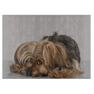 Yorkie, Yorkshire Terrier