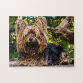 Yorkie Yorkshire Terrier Hund Pussel