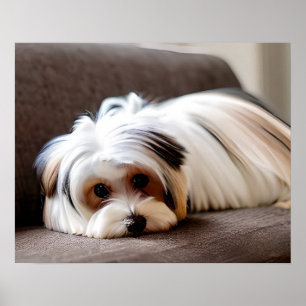 Yorkie, Yorkshire Terrier, upplevt Ennui Poster