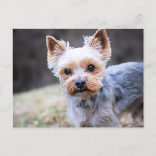 Yorkie, Yorkshire Terrier Vykort