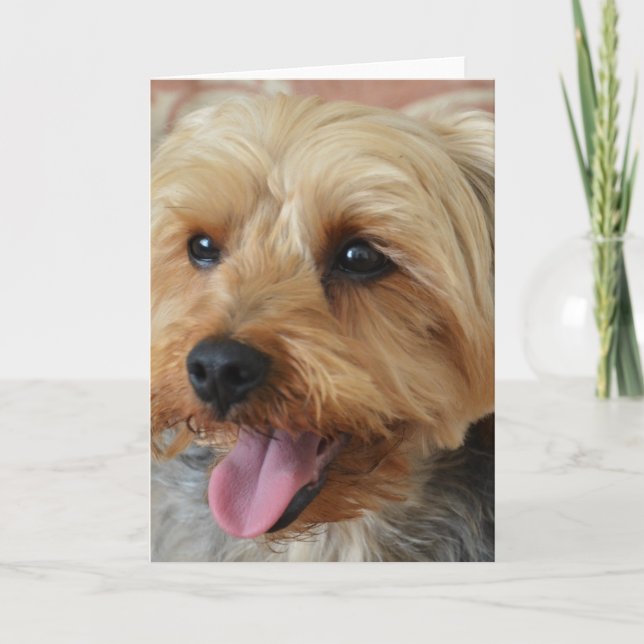 Yorkie Zac Kort (Framsida)
