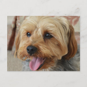 Yorkie Zac Vykort