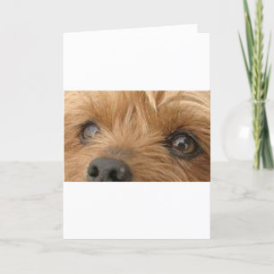 yorkieögon kort