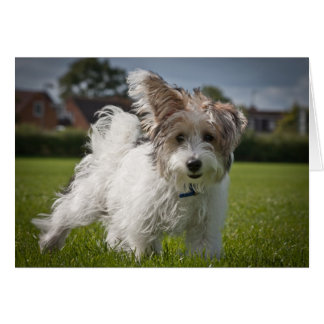 Yorkiepoo Hälsningskort