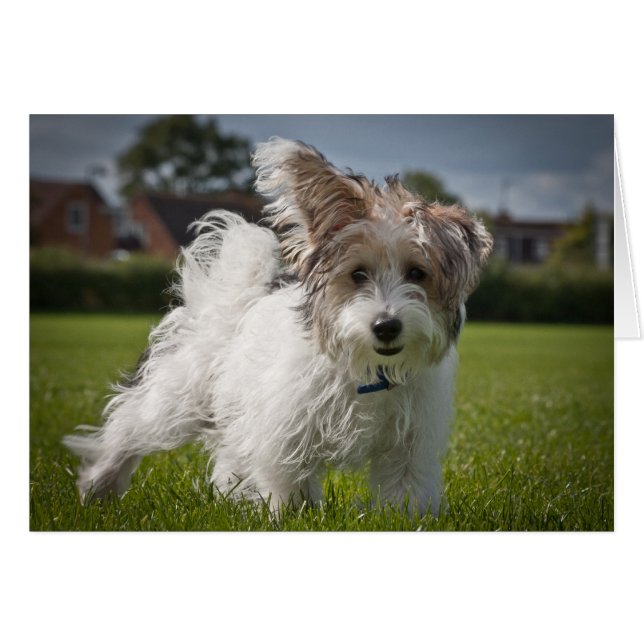 Yorkiepoo Hälsningskort (Framsidan Horizontal)