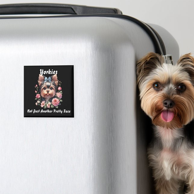 Yorkies, inte bara ännu en Söt Ansikte Magnet (Skapare uppladdad)