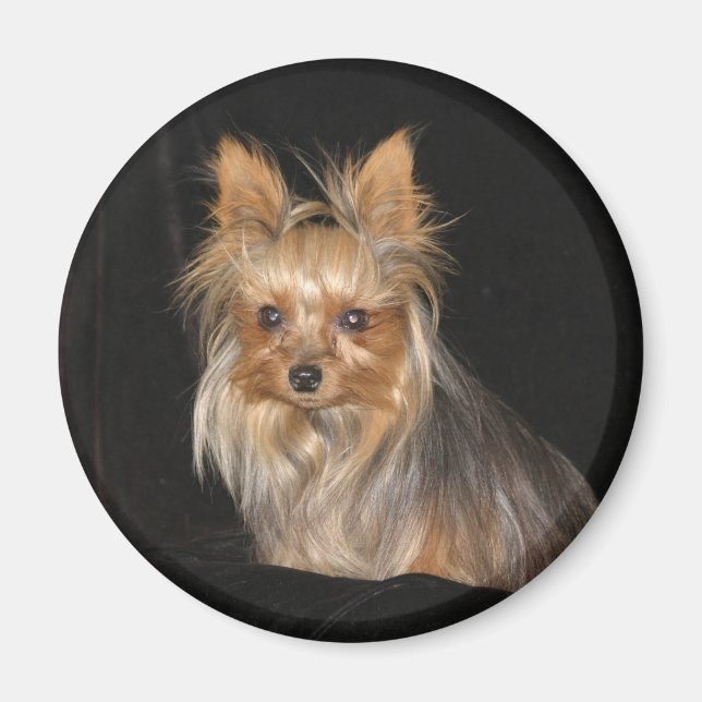 Yorkies Magnet (Framsidan)