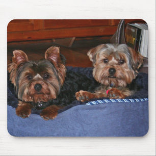 Yorkies - polacker musmatta