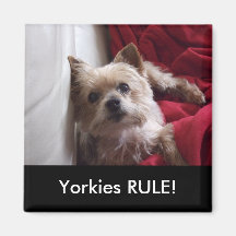 Yorkies RULE! Kylmagnet