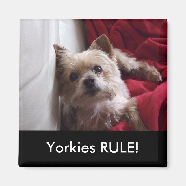 Yorkies RULE! Kylmagnet Magnet (Framsidan)