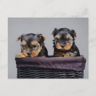 Yorkies Vykort