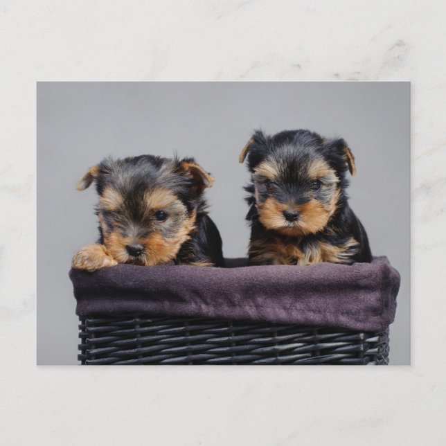 Yorkies Vykort (Framsida)