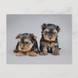 Yorkies Vykort