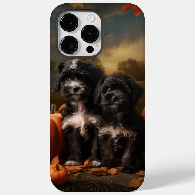 Yorkipoo Valp Höstens Glädje Pumpa (Baksida)
