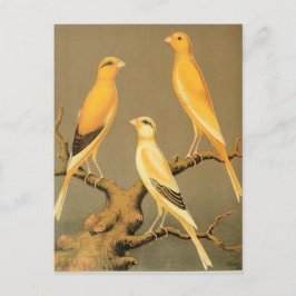 YORKSHIRE CANARIES VYKORT