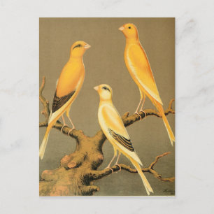 YORKSHIRE CANARIES VYKORT