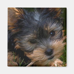 Yorkshire Magnet
