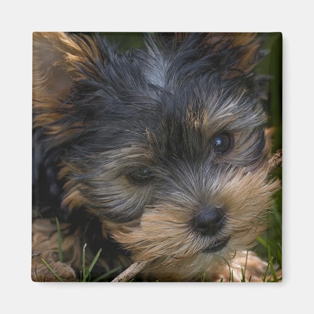 Yorkshire Magnet (Framsidan)