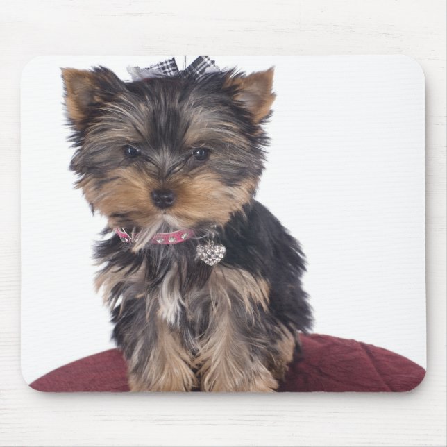 yorkshire musmatta (Framsidan)